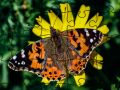 Παιχνίδι Παζλ: Άνοιξη σε απευθείας σύνδεση