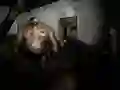 Παιχνίδι Σιωπηλό Άσυλο σε απευθείας σύνδεση Παιχνίδι Σιωπηλό Άσυλο σε απευθείας σύνδεση