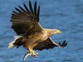 Παιχνίδι Ολίσθηση Πετώντων Πουλιών σε απευθείας σύνδεση